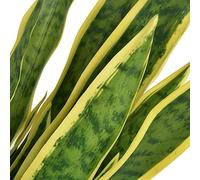 Sansevieria - Canapa ad arco artificiale con vaso da 65 cm, in plastica e vero legno, 21 foglie, facile da pulire, per soggiorno, ufficio, balcone, decorazione per interni ed esterni