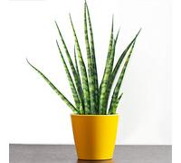 Sansevieria Cylindrica Lancia Africana Pianta per Interni Pianta da Regalo per la Casa o l'Ufficio