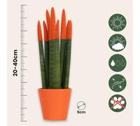 Sansevieria Cylindrica - Velvet Touch | 2 pezzi - 20-40cm - Ø9cm - Pianta d'appartamento - Sempreverde - Multideal - Cactus e piante grasse