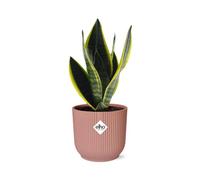Sansevieria Futura Superba in Vibes Fold rosa - 30-40cm - Ø14cm - Pianta d'appartamento - Sempreverde - Cactus e piante grasse