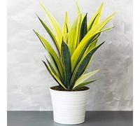 Sansevieria Golden Flame - Pianta Serpente | Le Migliori Piante per Interni | 30-40 cm