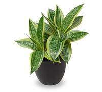 Sansevieria - Pianta artificiale a 2 teste per piante artificiali, piccole piante artificiali, per casa, scrivania, bagno, camera da letto, soggiorno, altezza 30 cm