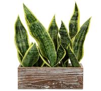 Sansevieria - Pianta artificiale in vaso di legno, 40 cm, con vaso di piante artificiali, perfetta per bagno, camera da letto, casa, ufficio, decorazione