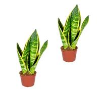 Sansevieria 'Superba' Set di 2 piante da interno e vaso Ø9 cm - 35 cm