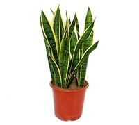 Sansevieria trifasciata - 19cm pot - total height: 55-65cm