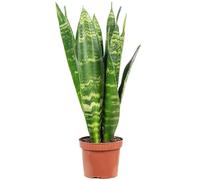 Sansevieria trifasciata Black Coral - Altezza ca. 30 cm, diametro vaso 9 cm