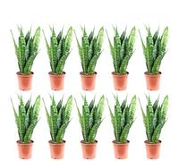 Sansevieria trifasciata Black Coral - Set di 10 piante da appartamento, altezza ca. 35 cm, diametro vaso 12 cm