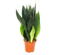 Sansevieria trifasciata "Black Diamond" - canapa nera - pianta solitaria in vaso da 14 cm - altezza circa 45 cm