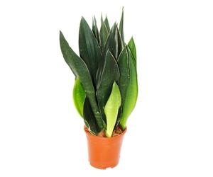 Sansevieria trifasciata "Black Diamond" - canapa nera - pianta solitaria in vaso da 14 cm - altezza circa 45 cm