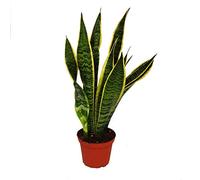 Sansevieria trifasciata - bow hemp - 12cm Pot