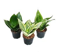 Sansevieria trifasciata hahnii - Set of 3 different plants Potsize 5,5cm