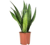 Sansevieria zeylanica - Pianta da appartamento facile da pulire, altezza ca. 45 cm, diametro vaso 14 cm