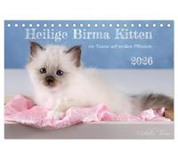 Santa Birmania Kitten - un sogno su zatteri bianchi (calendario da tavolo 2026 DIN A5 quer), Calvendo calendario mensile: simpatiche fotografie di gatti giocosi