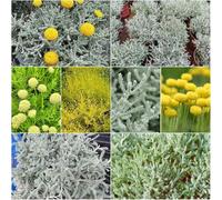 Santolina chamaecyparissus giunte - giardino di rocce resistenti giardino semi prato resistenti balcone Santolina chamaecyparissus Santo 300pcs