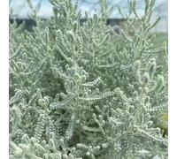 Santolina chamaecyparissus riverdimento tetti Copertura perenne resistente semi di giardino selvatici balcone con parterre semi selvatici balcone 200pcs