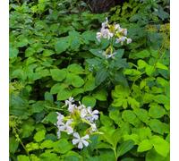 Saponaria officinalis giardino dei primi balcone tagliati interni semi esotici semi selvatico balcone primavera giardino 100pcs