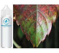 sapore Concentrato di Eucalipto - Vegano - Sasami - 100ml