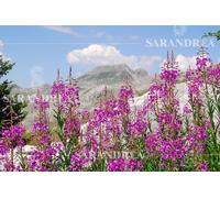 Sarandrea Marco EPILOBIO MINORE 60ML TINTURA MADRE