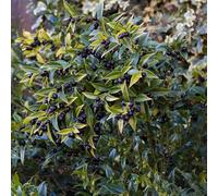 Sarcococca confusa Sweet Box, arbusto sempreverde da giardino | Pianta rustica ideale per vasi, contenitori e aiuole: perfetta da piantare in giardino nella stagione giusta.