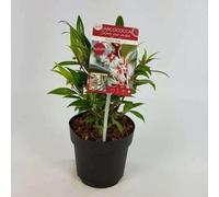 Sarcococca hum. 'Winter Gem' Sweet Buxus 20-25 cm in vaso
