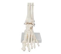 Sarini Modello di Scheletro della Caviglia Umana da 1 Pezzo, Modello di articolazione dell'osso del Piede, Anatomia Medica, Modello del Piede e della Caviglia(Piede Sinistro)