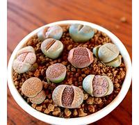 Saterkali Lithops Seeds, 100Pcs / Bag Lithops Seeds Duro facile da coltivare Fresh Lithops Cactus Semi succulenti per interni Semi di lithops