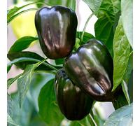 Saterkali Peperoni neri dolci_ semi, 100 pezzi di peperoni dolci_ semi freschi ad alto tasso di germinazione peperoni dolci neri leggeri_ semi per giardino Nero Semi Di Peperoni Dolci