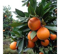Saterkali Semi di Albero di Arancio, 30 Pezzi di Semi di Albero di Arancio Frutta in Vaso Bonsai Giardino di agrumi Pianta da Esterno per Interni Semi d'arancia#