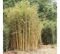 Saterkali Semi di bambù, 50 Pz/Borsa Semi di bambù Crescita Rapida Naturale Semi di Schizostachyum Brachycladum di Lunga Durata per la Foresta Semi di Schizostachyum Brachycladum