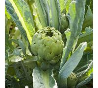 Saterkali Semi di carciofo, 100 pezzi/borsa Semi di carciofo Alto tasso di germinazione Globo verde non OGM Grandi semi di gustosi e sani per l'orticoltura