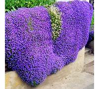 Saterkali Semi di crescione, 300 pezzi Semi di crescione Semi di erbe perenni multicolori resistenti al freddo per esterni Viola chiaro Aubrieta Semi