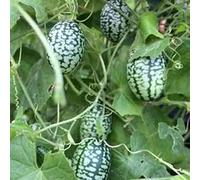 Saterkali Semi di cucamelon, 50 pezzi/borsa Semi di cucamelon Piccoli semi di cucamelon speciali creativi Mini anguria per giardino Semi Di Cucamelon