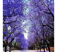 Saterkali Semi di Jacaranda, 100 Pz/borsa Semi di Jacaranda Subtropicale Ornamentale Petali Irregolari Blu Semi di Jacaranda Mimosifolia per Giardino Seme
