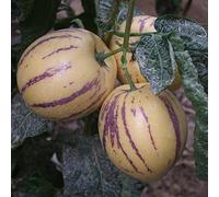 Saterkali Semi di Melone Pepino, 30 Pz/Borsa Semi di Melone Pepino Non OGM Easy Care Nutriente Muricatum Aiton Semi Ginseng Semi di Frutta per Giardino Semi di Melone Pepino