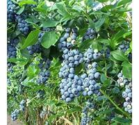 Saterkali Semi di Mirtillo, 30 Pezzi/Borsa Semi di Mirtillo Clima temperato Tolleranza alla siccità Blu Scuro Eccellente Produzione di Semi di Frutta per Giardino Semi di Mirtillo