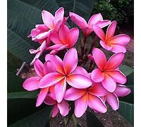 Saterkali Semi di Plumeria, 50 Pz/Borsa Semi di Plumeria Paesaggio Facile Piantare Fiore Viola Piantine di Plumeria Produttive per Patio Semi di Plumeria