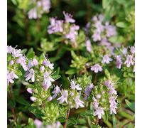 Saterkali Thymus Vulgaris Semi di Timo Selvatico, 1000Pcs Thymus Vulgaris Semi di Timo Selvatico Salsa alle Erbe Che Produce spezie Pianta da Giardino Semi di Timo volgare