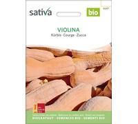 Sativa Zucca Bio - Violina - 1 conf.