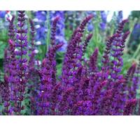 Sauge des bois - 200 graines - Salvia Nemorosa - Frise occidentale - Fleur vivace