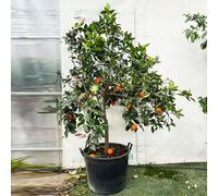 SAVINI VIVAI Pianta di Arancio Albero di Agrumi Arancio Dolce a Polpa Gialla in