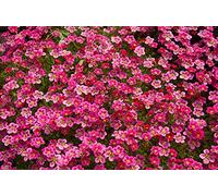 Saxifraga semi misti - Saxifraga arendsii