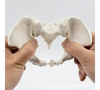 SBERNA Mini Modello Mobile del Bacino, Il Bacino Dell'anca del Sacro può Essere Piegato E Ruotato, Ausili Didattici per La Riabilitazione Dell'anatomia Scheletrica Umana