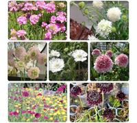 Scabiosa - giardino interno semi semi selvatici estremamente resistenti 25pz