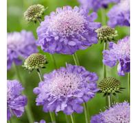 Scabiosa Mariposa Blue - Vedovina in vaso, pianta perenne da giardino | Pianta ideale per vasi e aiuole: Scabiosa pronte da piantare, per fioriture rigogliose e generose durante tutta la stagione