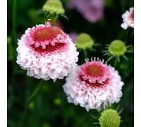 scabiosa per i luoghi soleggiati giardino autunnali recisi 150semi