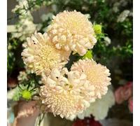 scabiosa raro resistente varietà antiche biologiche interno 150semi