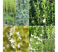 scacchiere di montagna - semi da giardino copertura del suolo semi da giardino - serie rare 600pcs