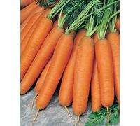Scarlet Nantes Carrot Seeds Fine Flavour Coreless Plump 200 Count Pack Seeds ONLY