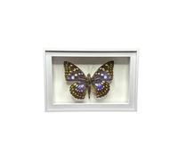 Scatola espositiva con Ombra for Esemplare di Farfalla, espositore da Tavolo, Regalo Compleanno, Collezione Insetti per Fiori Secchi, Fai da Te, Foto(Style 5 White Frame)