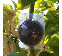 Scatole di propagazione delle piante, confezione da 10 pezzi, in plastica trasparente, design avanzato a pressione, per stratificazione dell'aria, talee e innesti, trasparenti